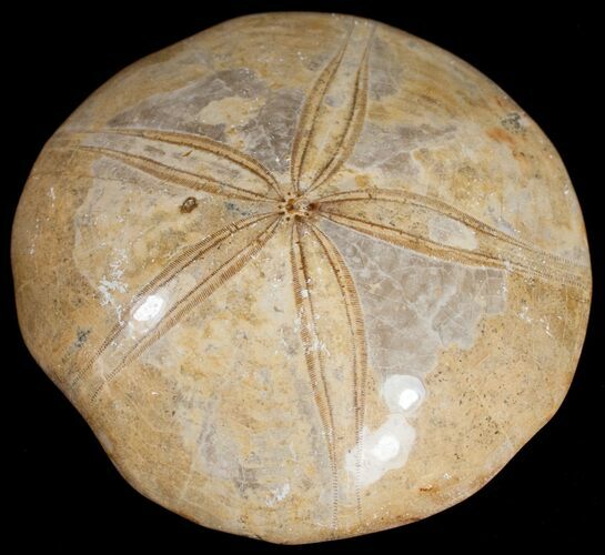 Top Quality Polished Fossil Sand Dollar #10249